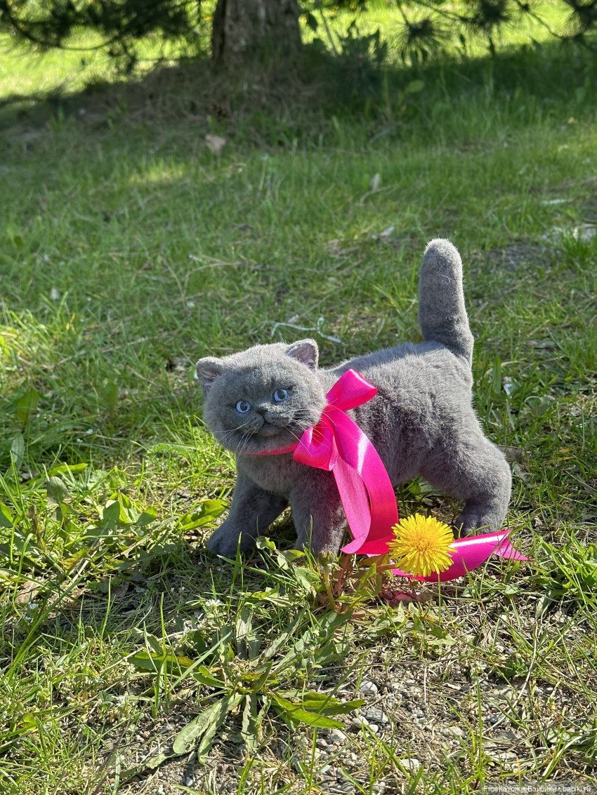 Весна и котики — Домашние фото авторских игрушек: Тедди (фото 4)