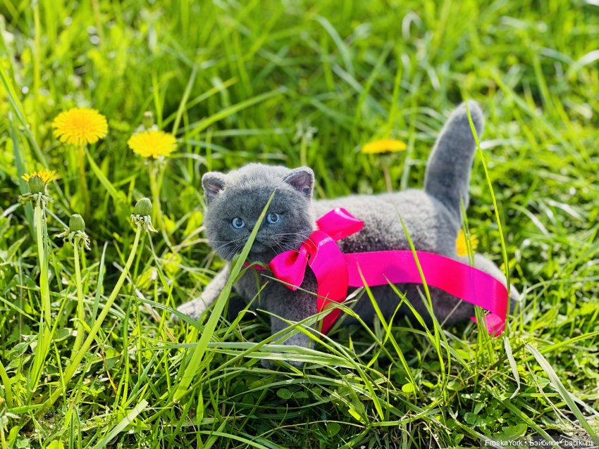 Весна и котики — Домашние фото авторских игрушек: Тедди (фото 7)