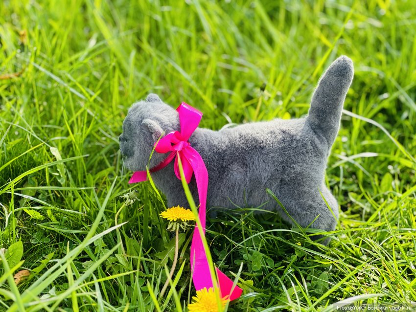 Весна и котики — Домашние фото авторских игрушек: Тедди (фото 9)