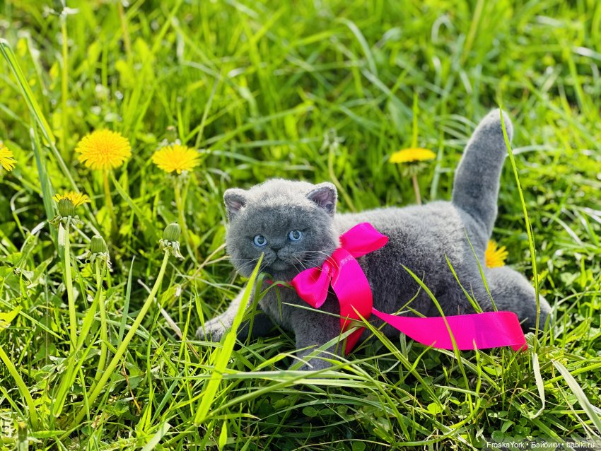 Весна и котики — Домашние фото авторских игрушек: Тедди (фото 8)