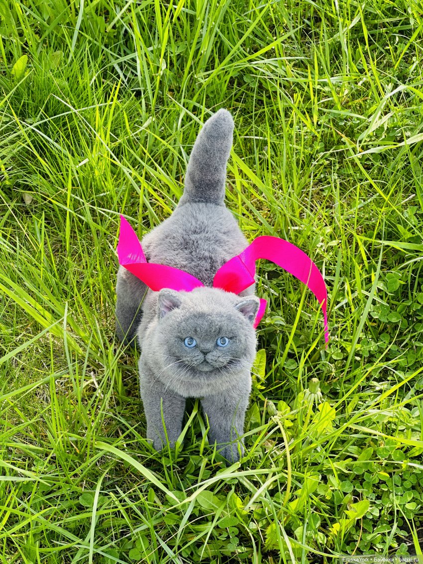 Весна и котики — Домашние фото авторских игрушек: Тедди