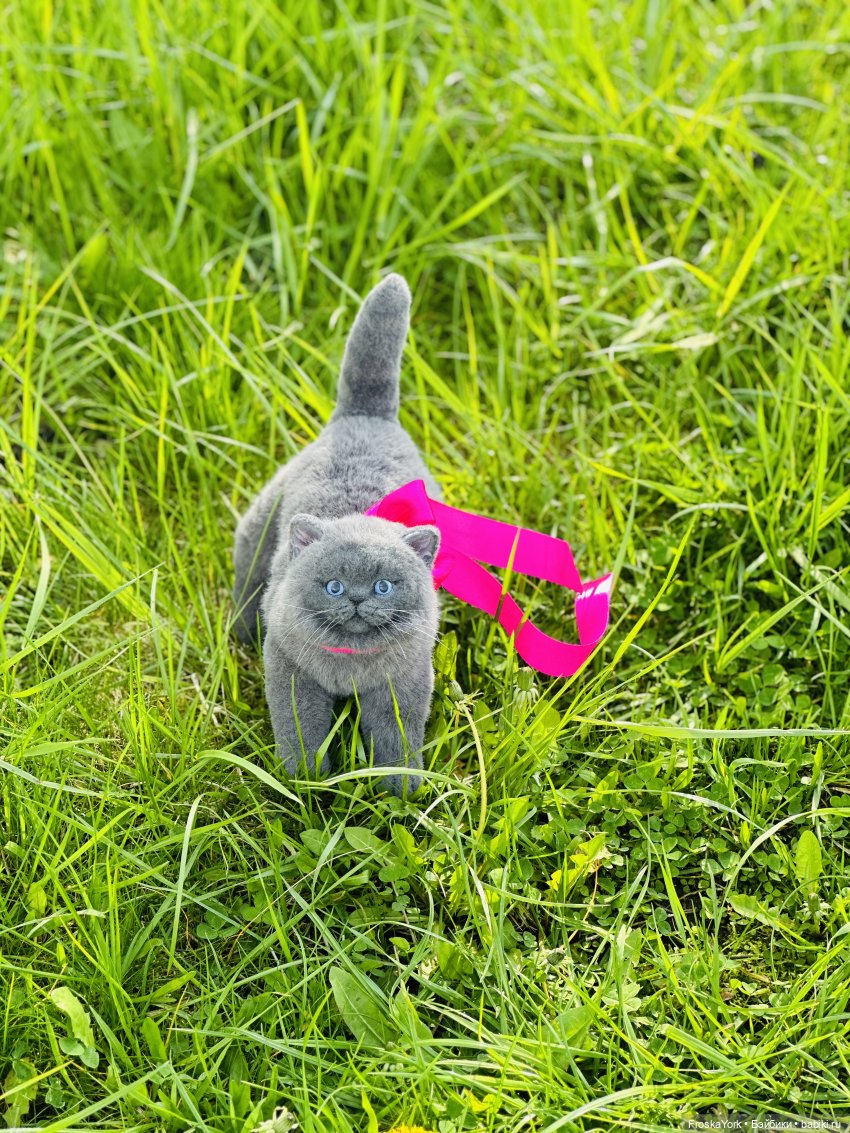 Весна и котики — Домашние фото авторских игрушек: Тедди