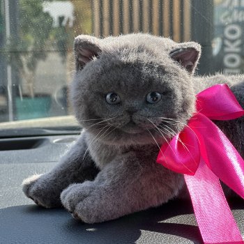 Весна и котики