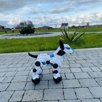 Время погулять с собачкой