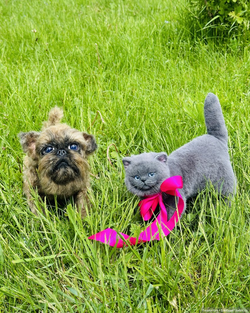 Лола и Лексус на прогулке (фото 9)