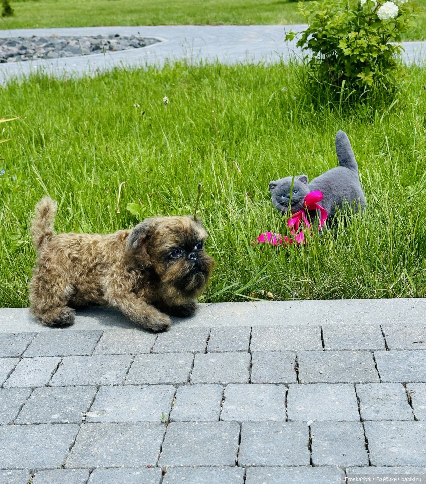 Лола и Лексус на прогулке (фото 7)