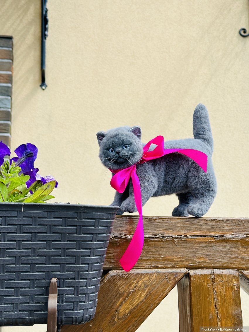 Лола и Лексус на прогулке