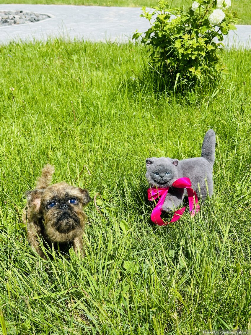 Лола и Лексус на прогулке (фото 8)