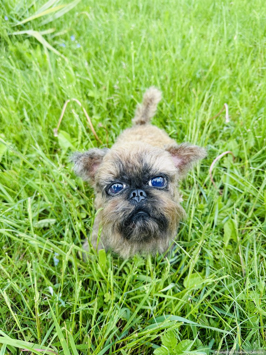 Лола и Лексус на прогулке (фото 5)