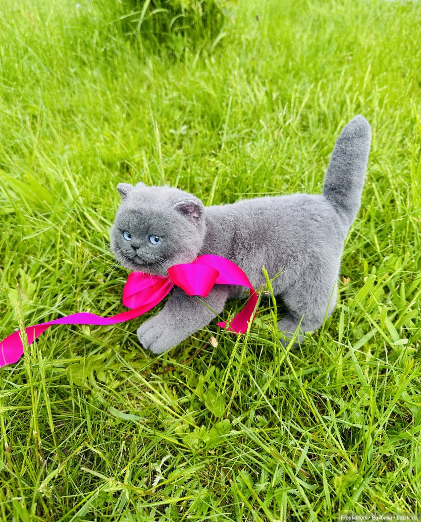 Лола и Лексус на прогулке (фото 3)