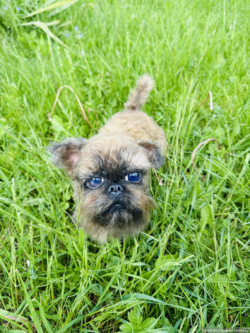 Лола и Лексус на прогулке (фото 4)