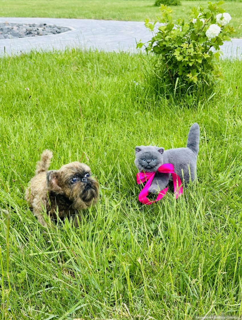 Лола и Лексус на прогулке (фото 10)