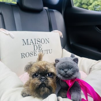 Лола и Лексус на прогулке