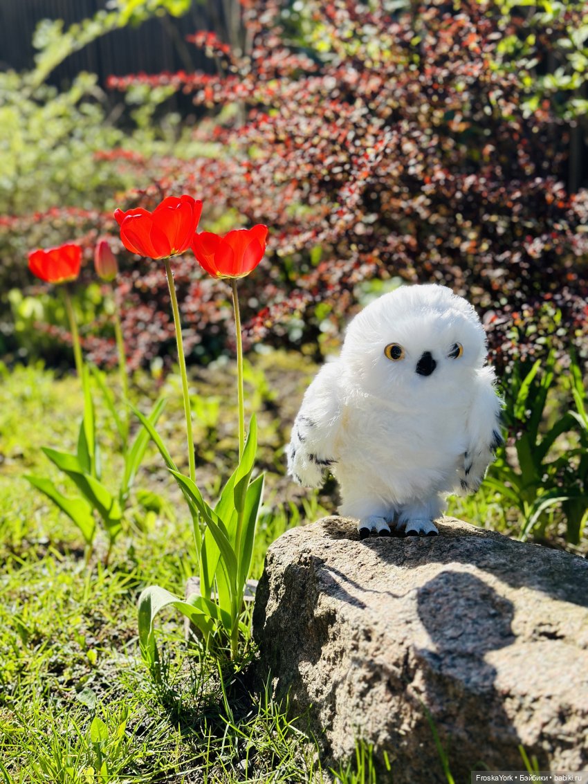 Питомец для Йоды и новый малыш (фото 3)