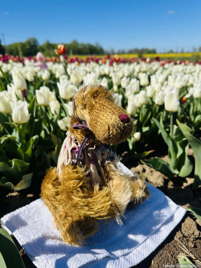 Трое из ларца на тюльпановом поле🌷🌷🌷 (фото 2)