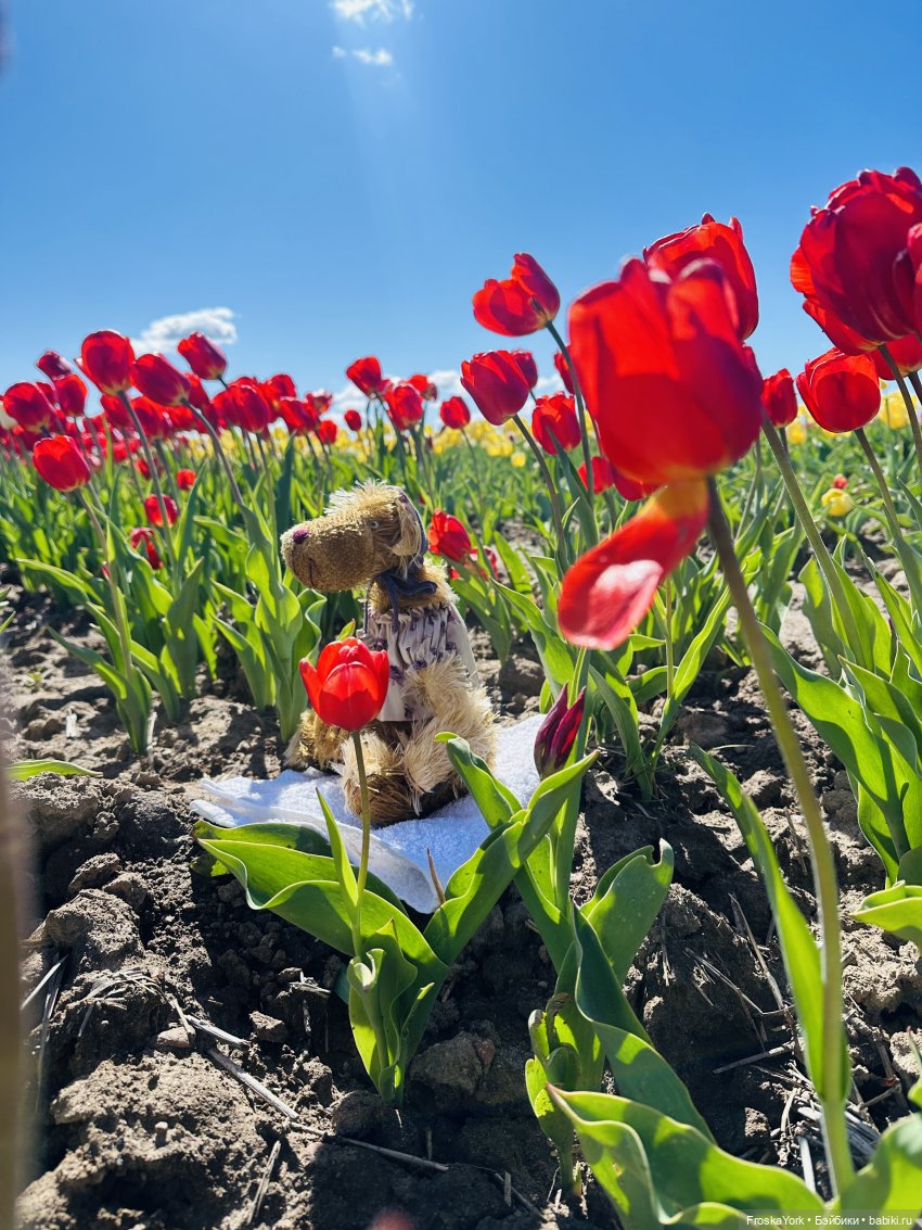 Трое из ларца на тюльпановом поле🌷🌷🌷 (фото 10)