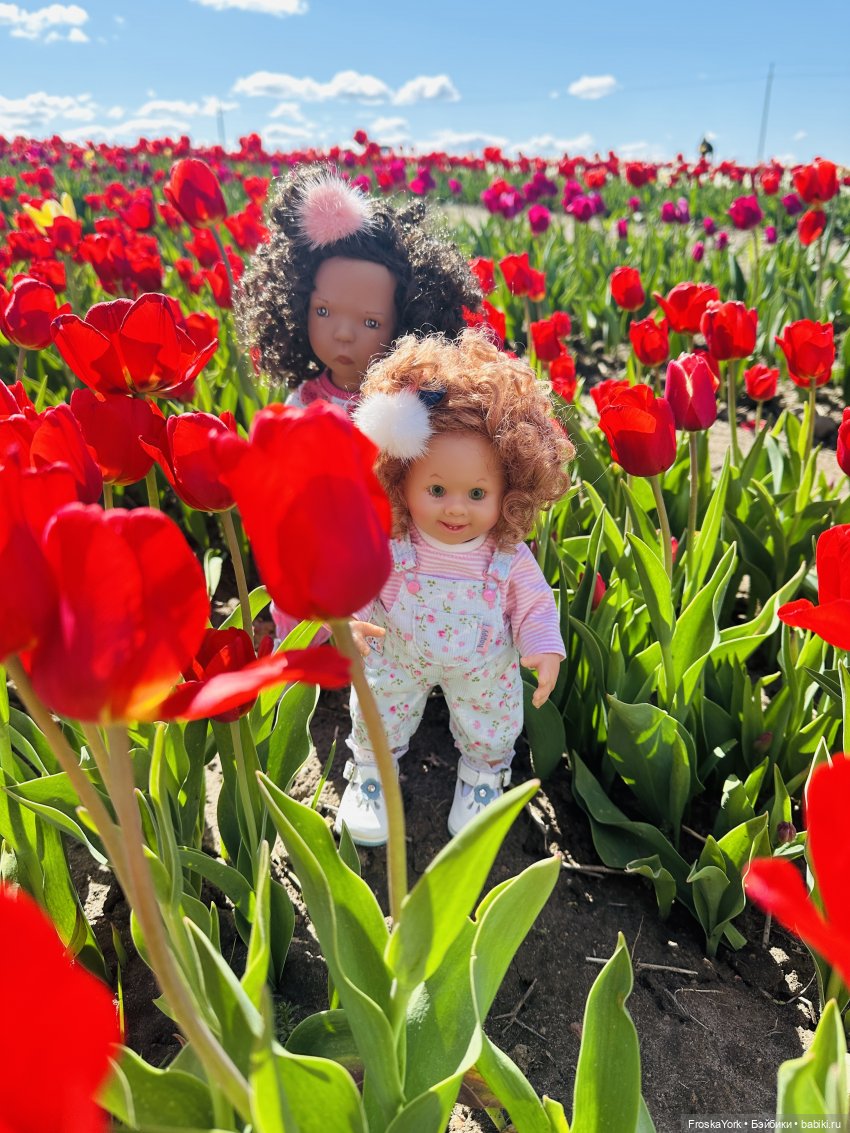 Трое из ларца на тюльпановом поле🌷🌷🌷 (фото 5)