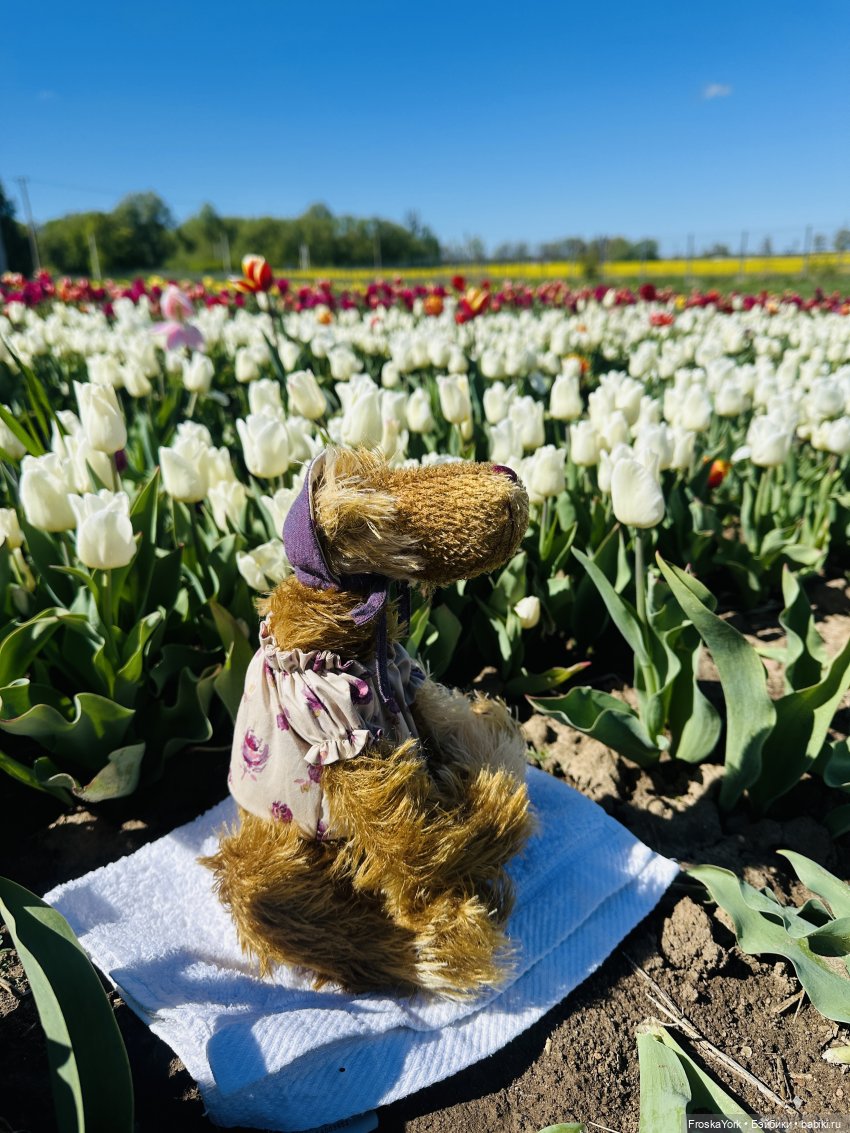 Трое из ларца на тюльпановом поле🌷🌷🌷