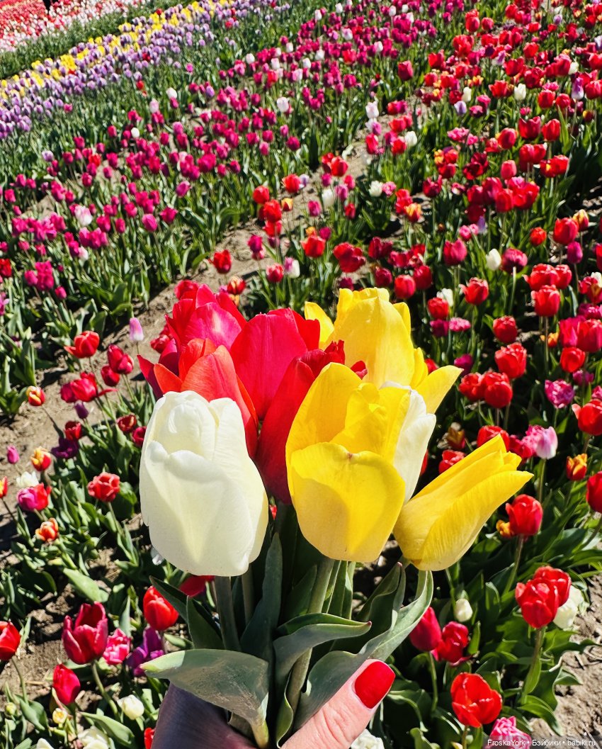 Трое из ларца на тюльпановом поле🌷🌷🌷