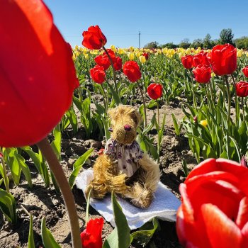 Трое из ларца на тюльпановом поле🌷🌷🌷