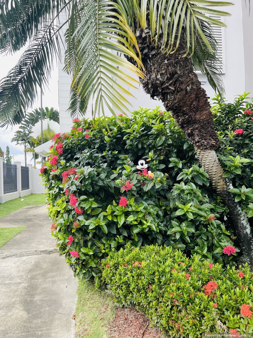 Микки в Port of Spain, Trinidad and Tobago, отель Marriott💖💖💖😆 (фото 2)