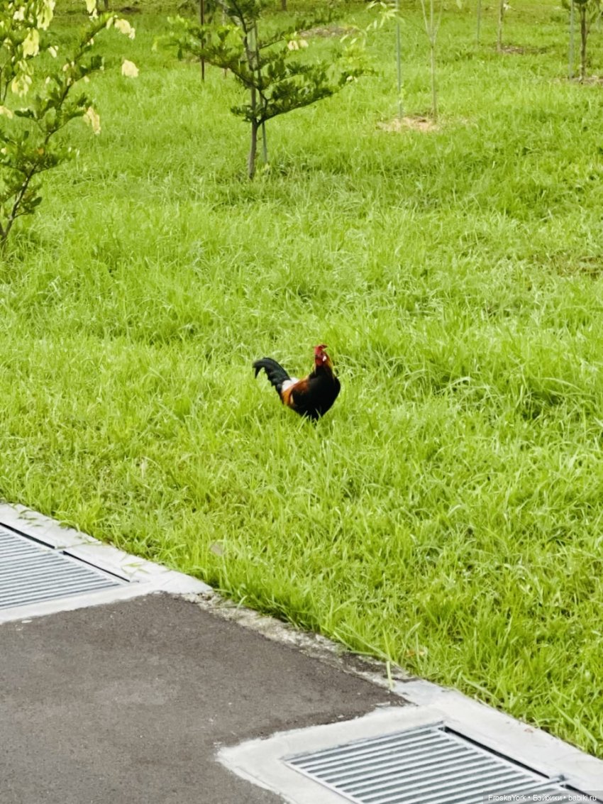 Mokoko летят домой💖💖💖 — Игрушки Labubu (Лабубу) и The Monsters: Pop Mart (фото 2)