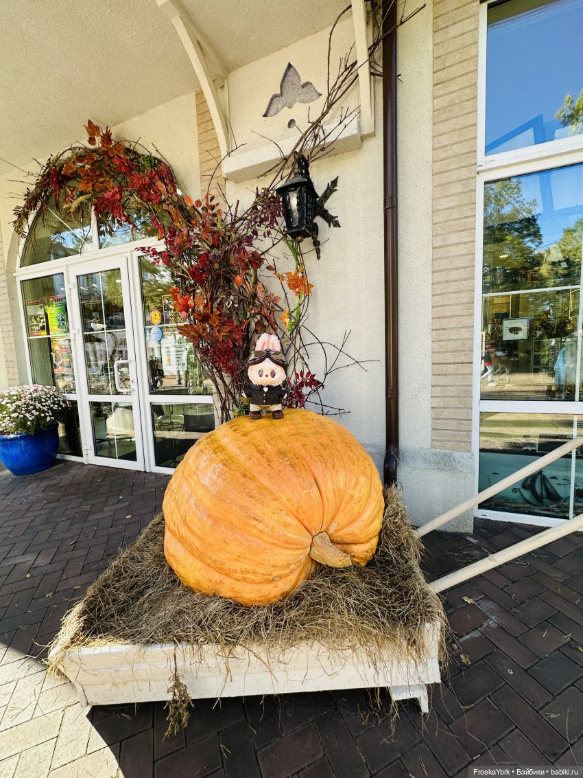 Как мы тыквочки искали😁🍁🐾 (фото 7)