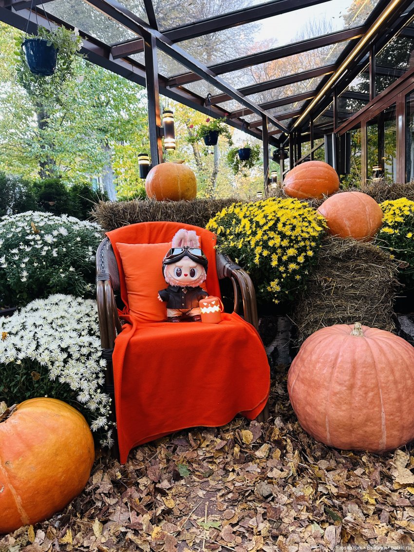 Как мы тыквочки искали😁🍁🐾