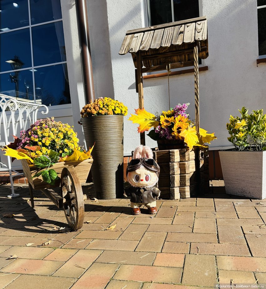 Как мы тыквочки искали😁🍁🐾 (фото 8)