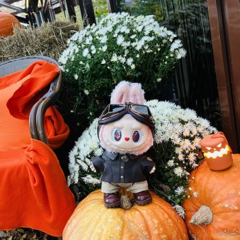 Как мы тыквочки искали😁🍁🐾