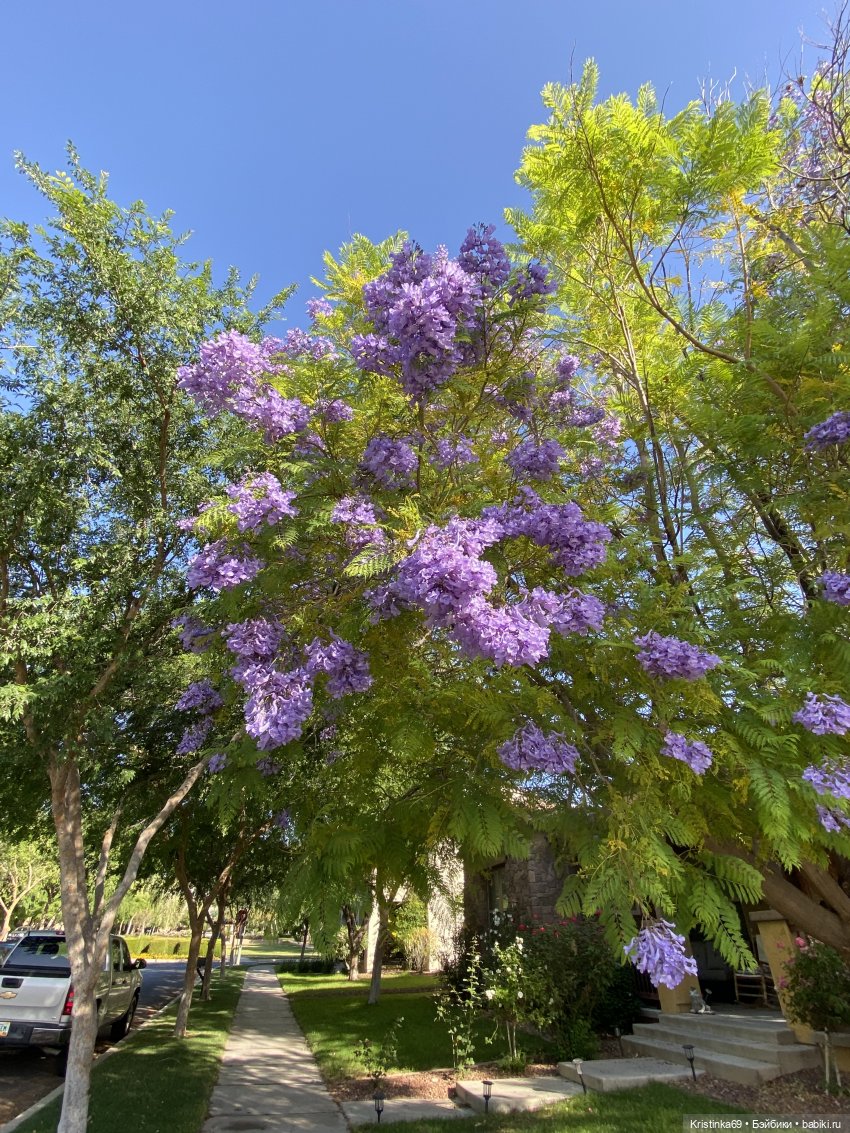 Евочки в парке или весна в Аризоне (фото 5)