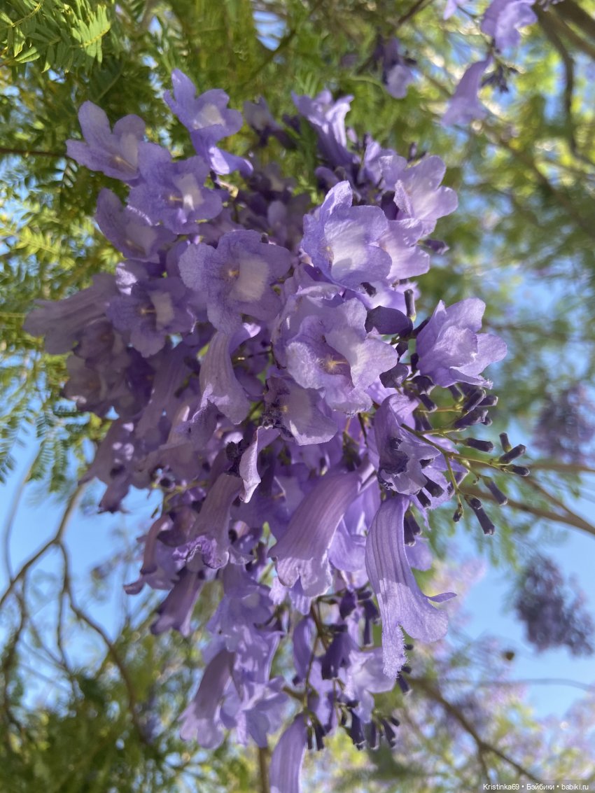 Евочки в парке или весна в Аризоне (фото 10)