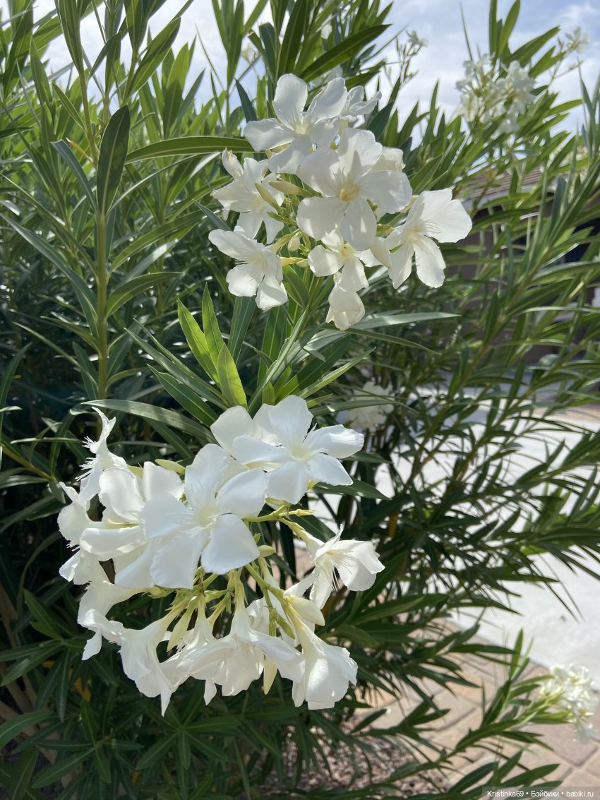 Евочки в парке или весна в Аризоне (фото 2)