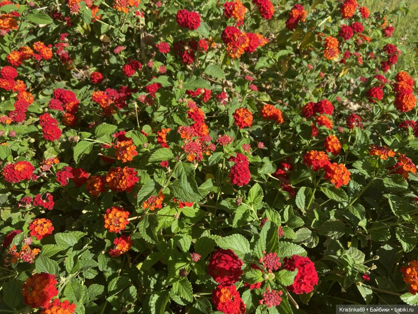 Евочки в парке или весна в Аризоне (фото 9)