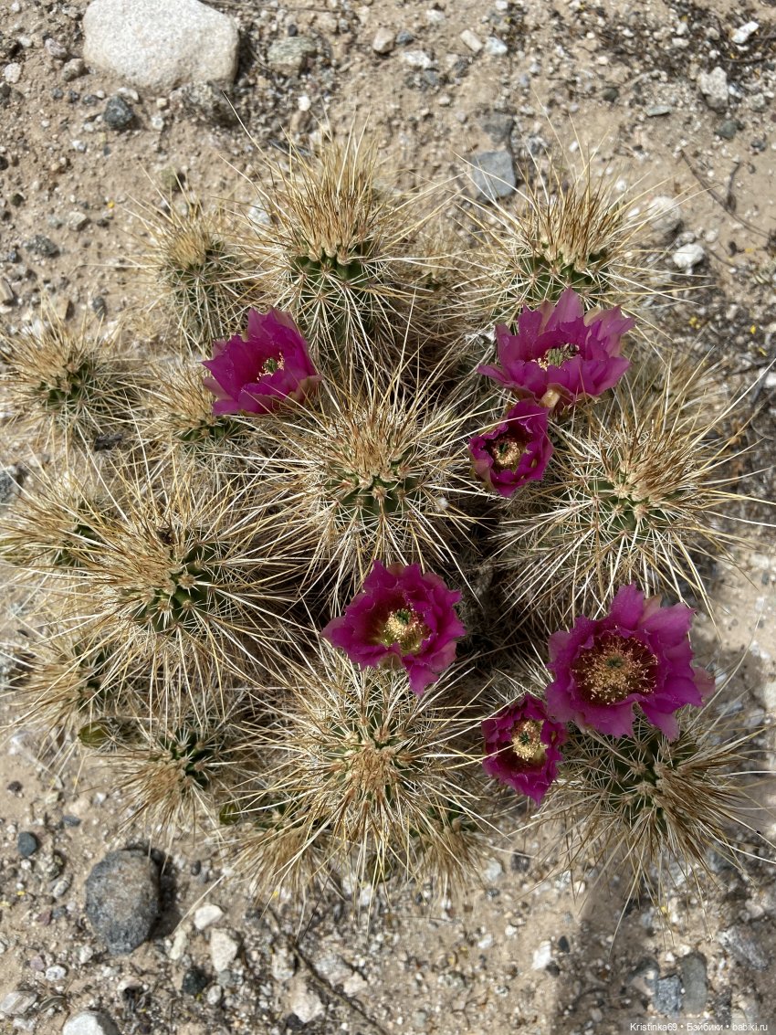 Евочки в парке или весна в Аризоне (фото 8)