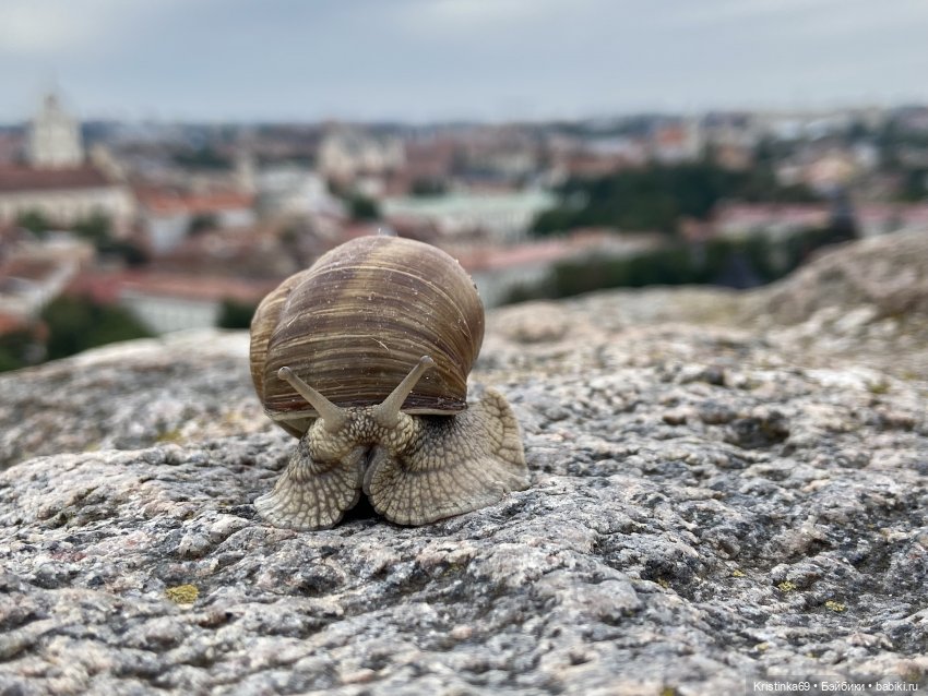 Приключения Сауле в Вильнюсе. Продолжение 2 часть (фото 6)