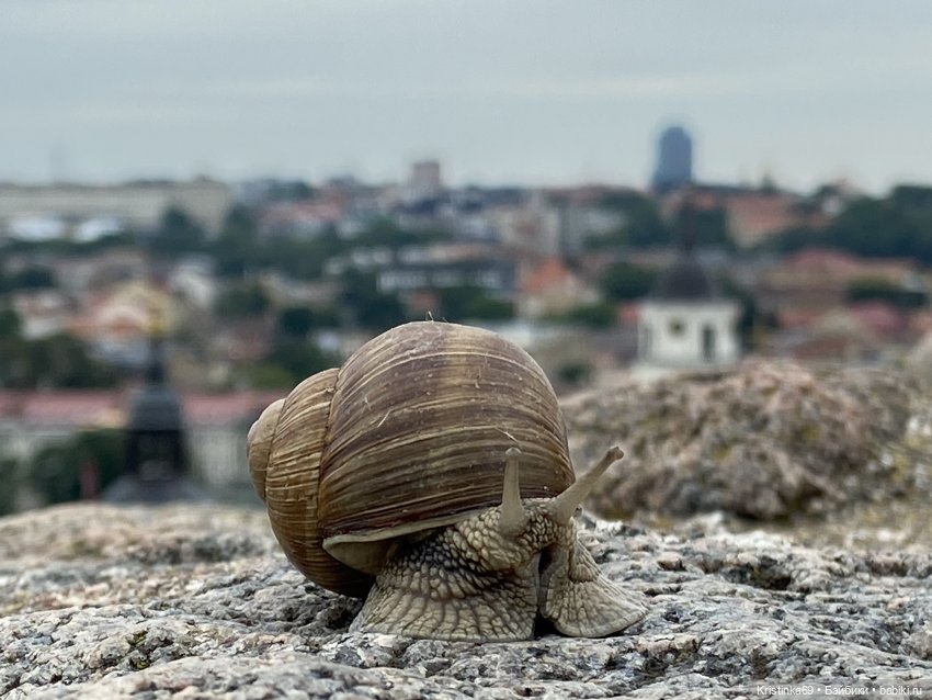Приключения Сауле в Вильнюсе. Продолжение 2 часть (фото 8)