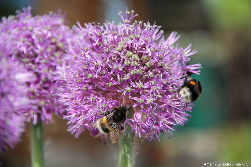 Жужжалка и почемучка — Куклы Nikki Britt (Никки Бритт): авторские BJD (БЖД)