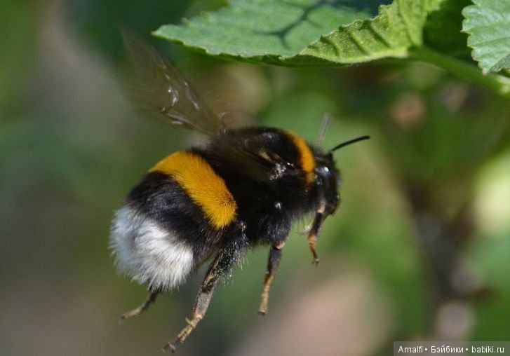 Жужжалка и почемучка — Куклы Nikki Britt (Никки Бритт): авторские BJD (БЖД)