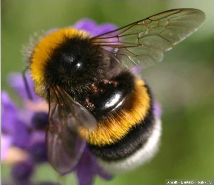 Жужжалка и почемучка — Куклы Nikki Britt (Никки Бритт): авторские BJD (БЖД)