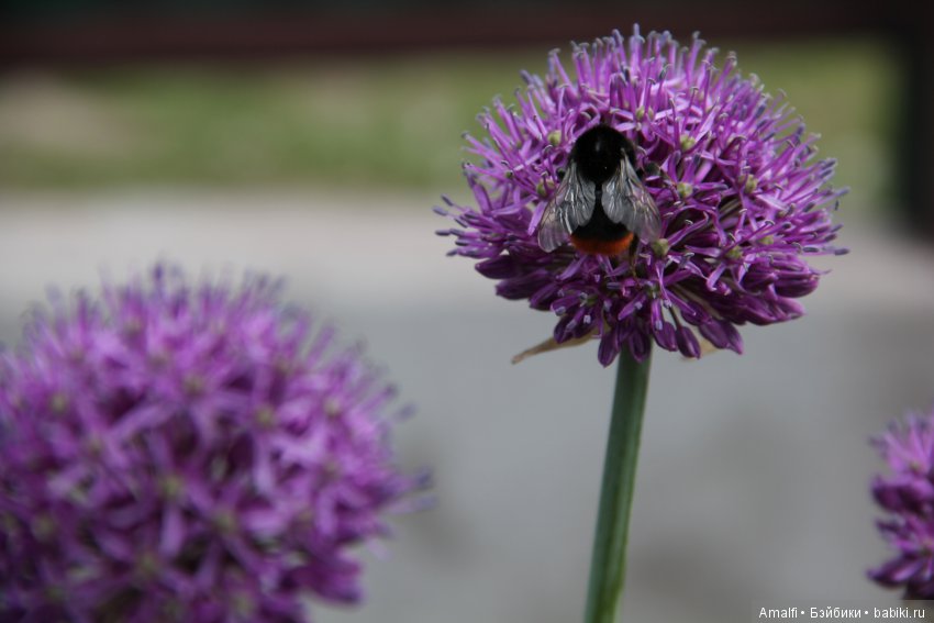 Жужжалка и почемучка — Куклы Nikki Britt (Никки Бритт): авторские BJD (БЖД) (фото 3)