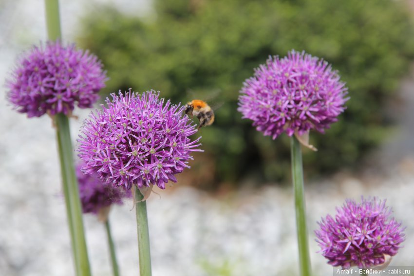 Жужжалка и почемучка — Куклы Nikki Britt (Никки Бритт): авторские BJD (БЖД) (фото 2)