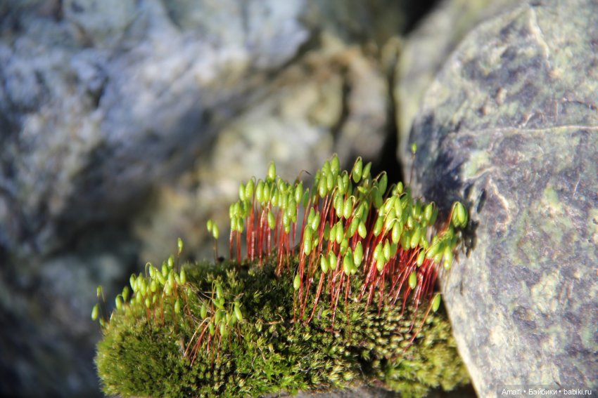 Идем искать яркие краски — Куклы Nikki Britt (Никки Бритт): авторские BJD (БЖД)