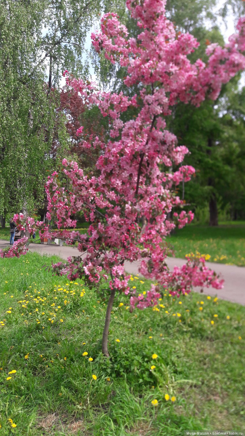 Машкины покатушки — Куклы Маша и Медведь (Simba): Маша в кармашке (фото 5)