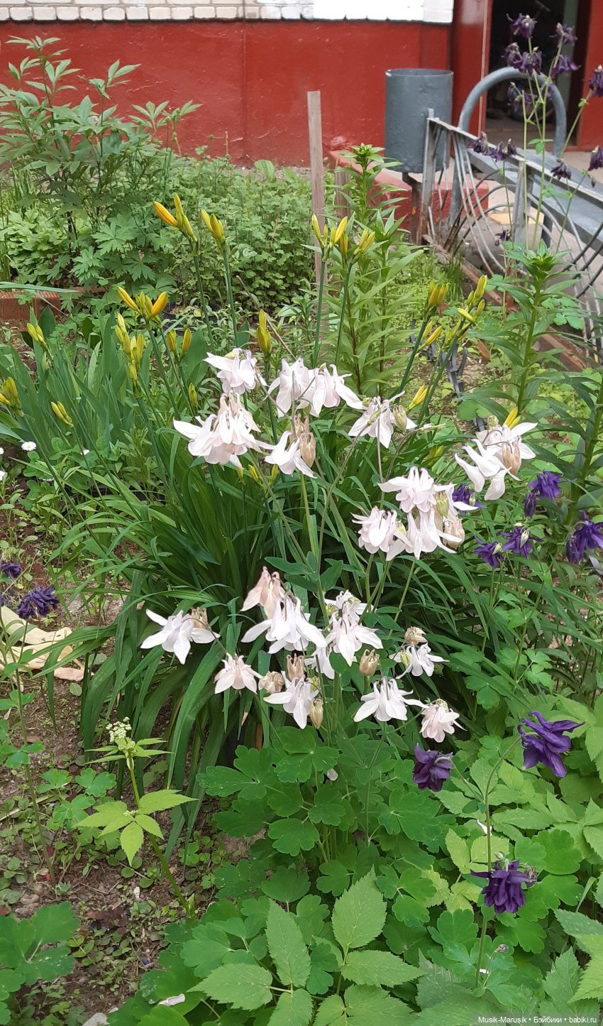 Мишкина прогулка | Бэйбики Мишкина прогулка — Коллекционные экшн (фото 9)