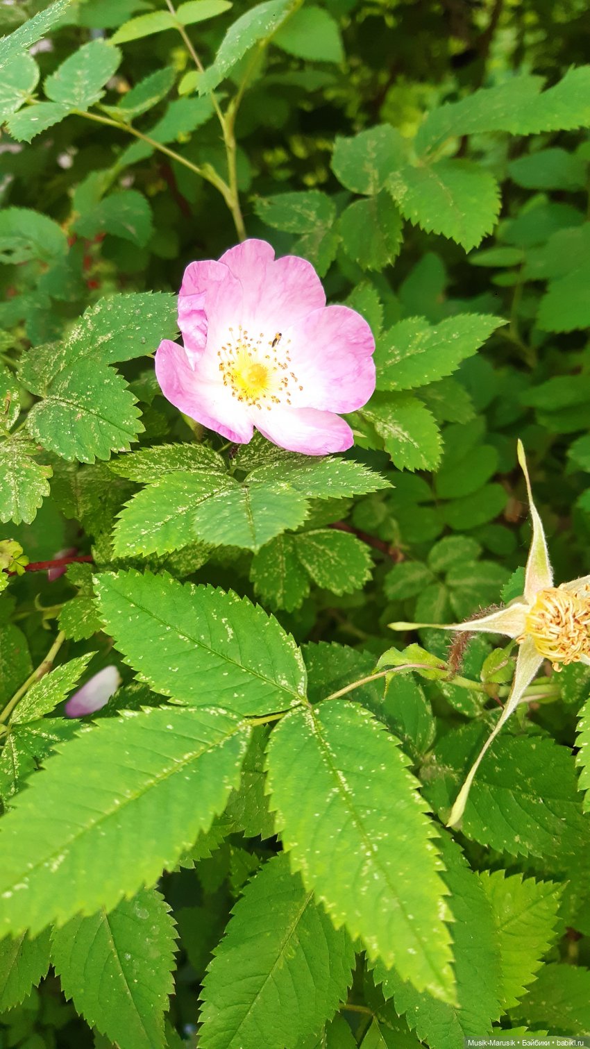 Мишкина прогулка | Бэйбики Мишкина прогулка — Коллекционные экшн (фото 8)