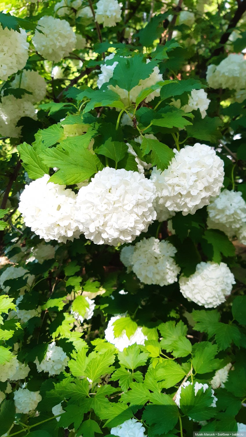 Мишкина прогулка | Бэйбики Мишкина прогулка — Коллекционные экшн (фото 7)