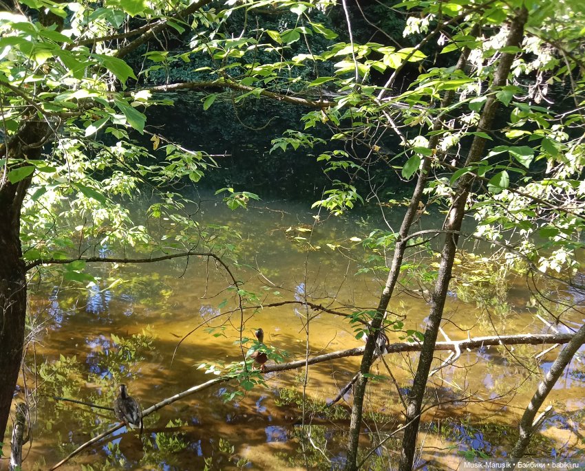 Прогулка с неожиданным концом (фото 4)