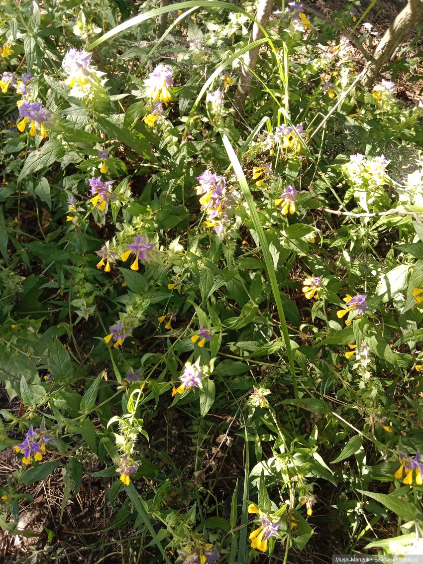 Прогулка с неожиданным концом (фото 6)