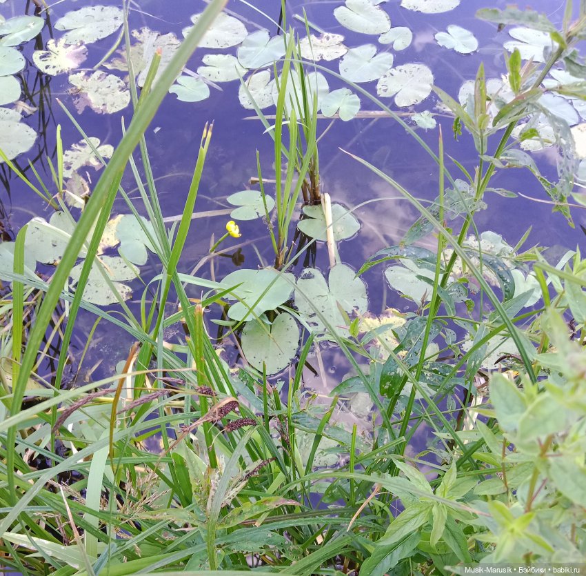 Прогулка с неожиданным концом (фото 2)